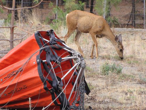 Bambi Bucket and a deer